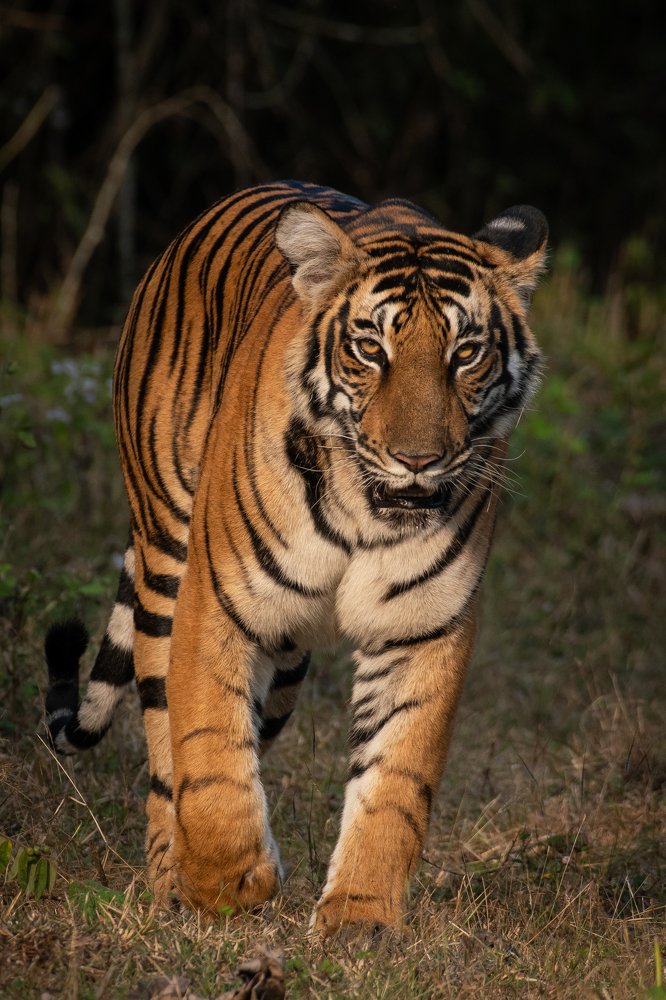 Photograph by Avinash P C