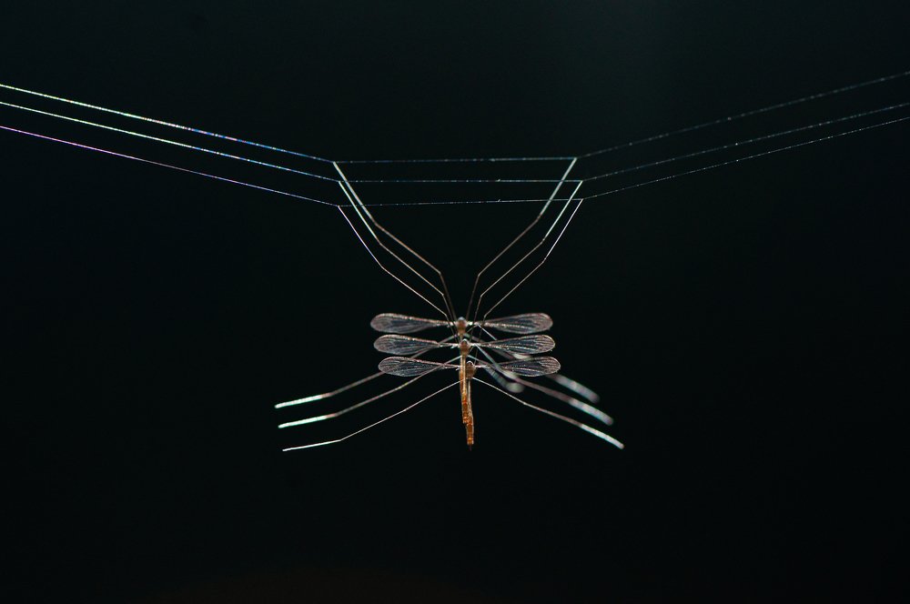 Dancers on silk thread