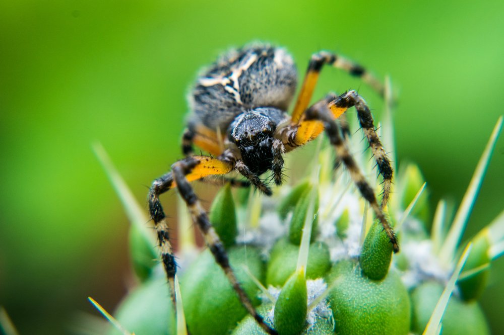 Фотография автора Jose Marcos Carvajal Tarazona