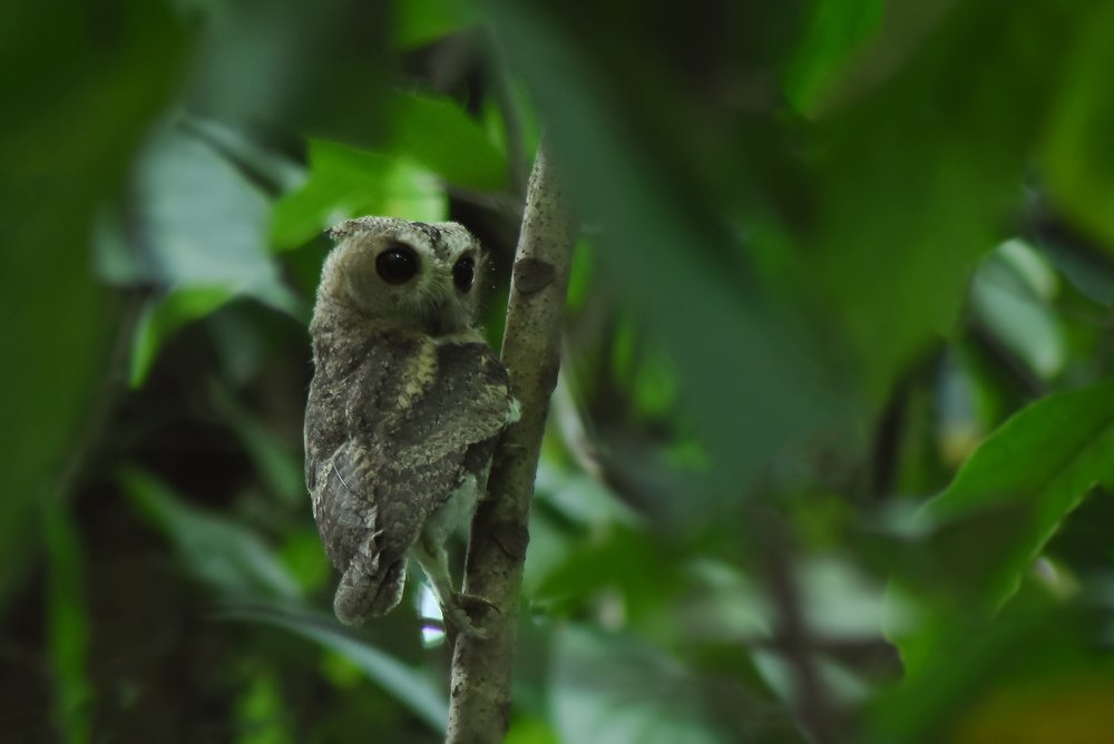 Photograph by Kaush Dissanayake