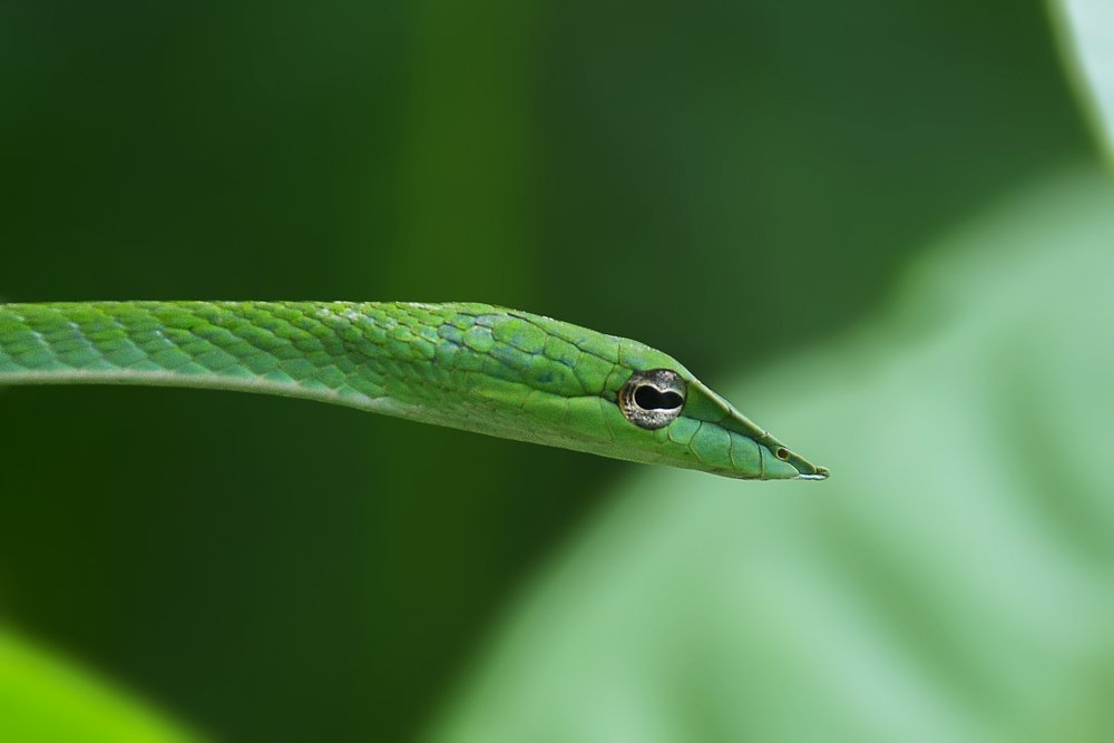 Photograph by Kaush Dissanayake