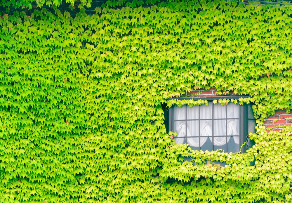 house in green (or green house?)