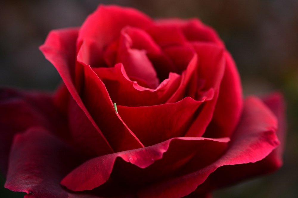 Изюминка или Некрасивая подруга.