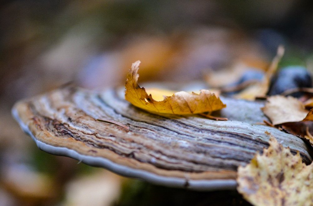 На блюдечке с голубой каёмочкой!