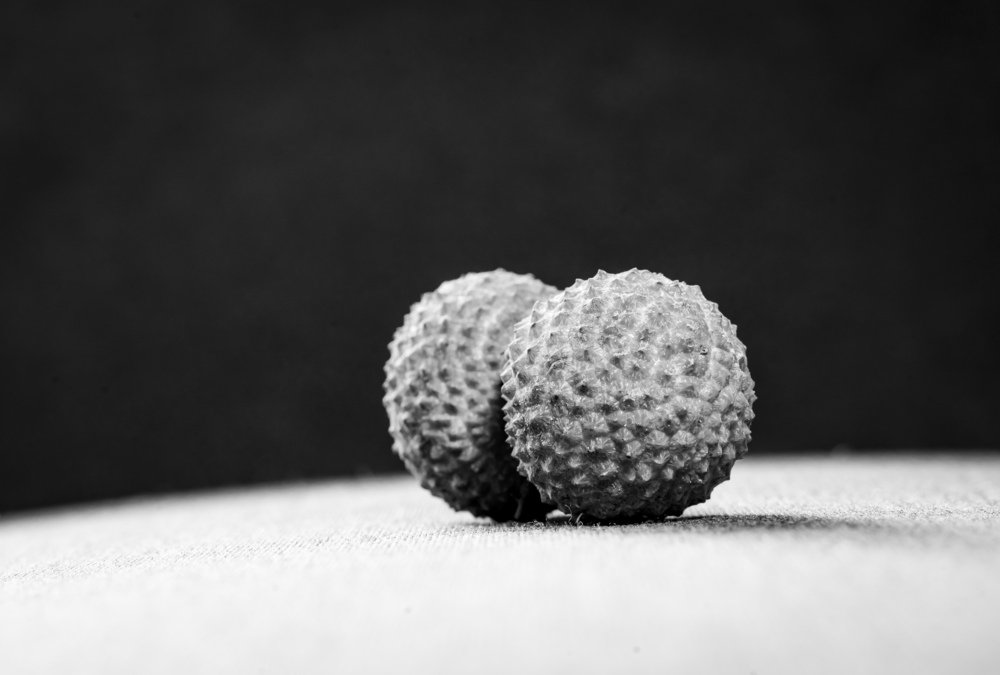 Photograph by Bijaya Lamichhane Jaisi