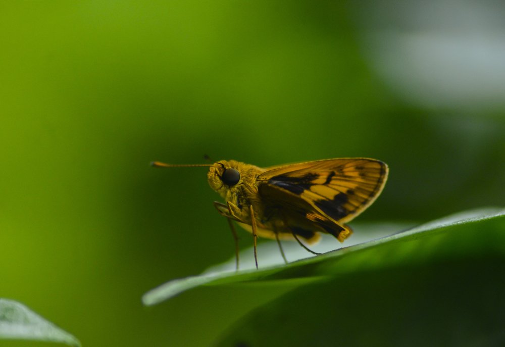 Photograph by ANANTHU RAJEEV