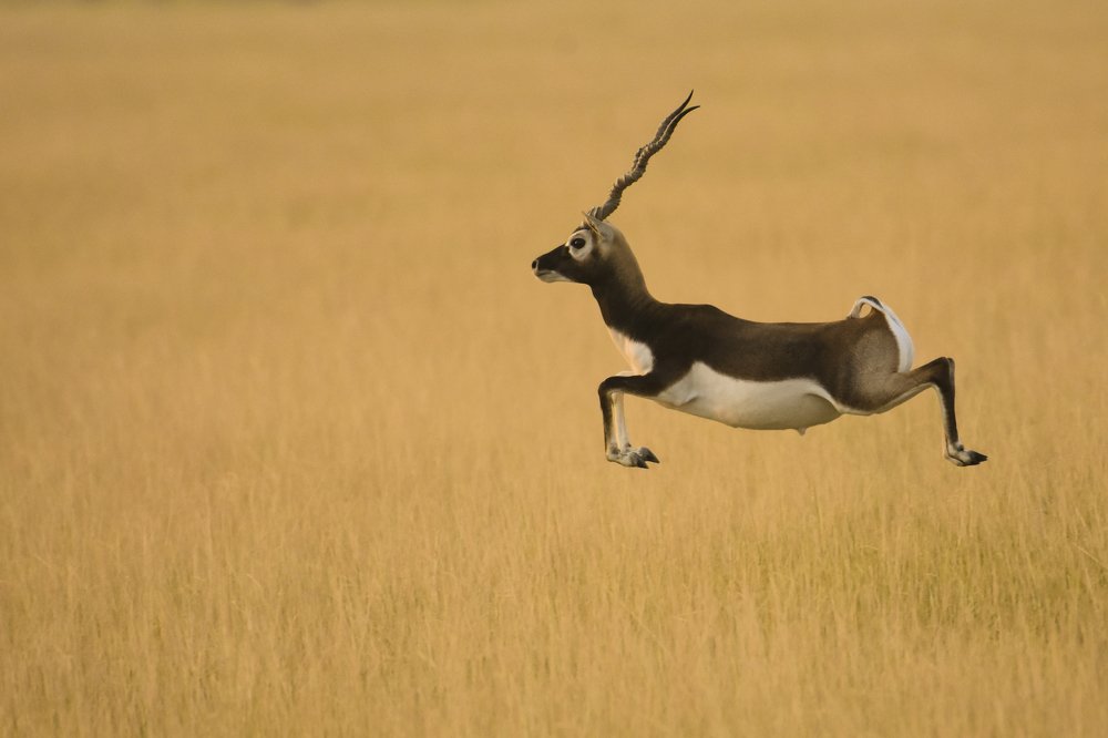 Jumping Buck