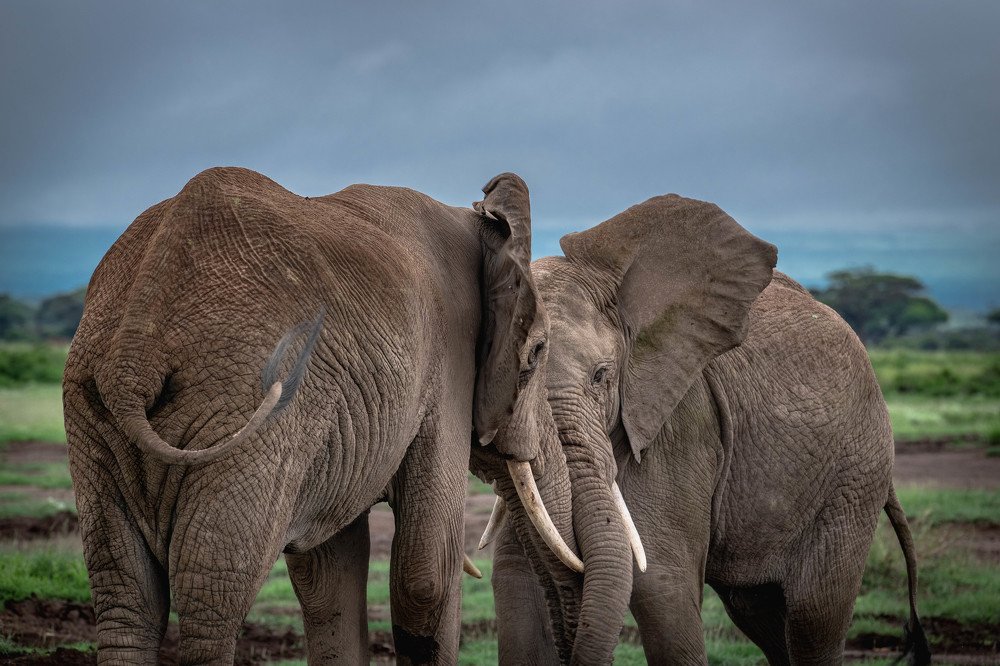 Дуэль взглядов/A duel of glances