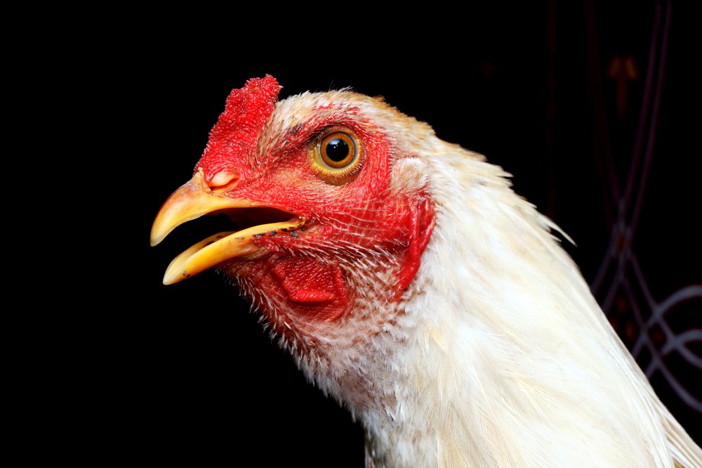 Photograph by MARIYAPPAN D