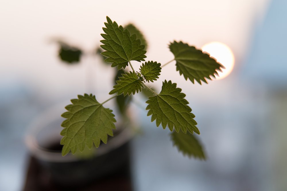 Photograph by Ольга Некрасова