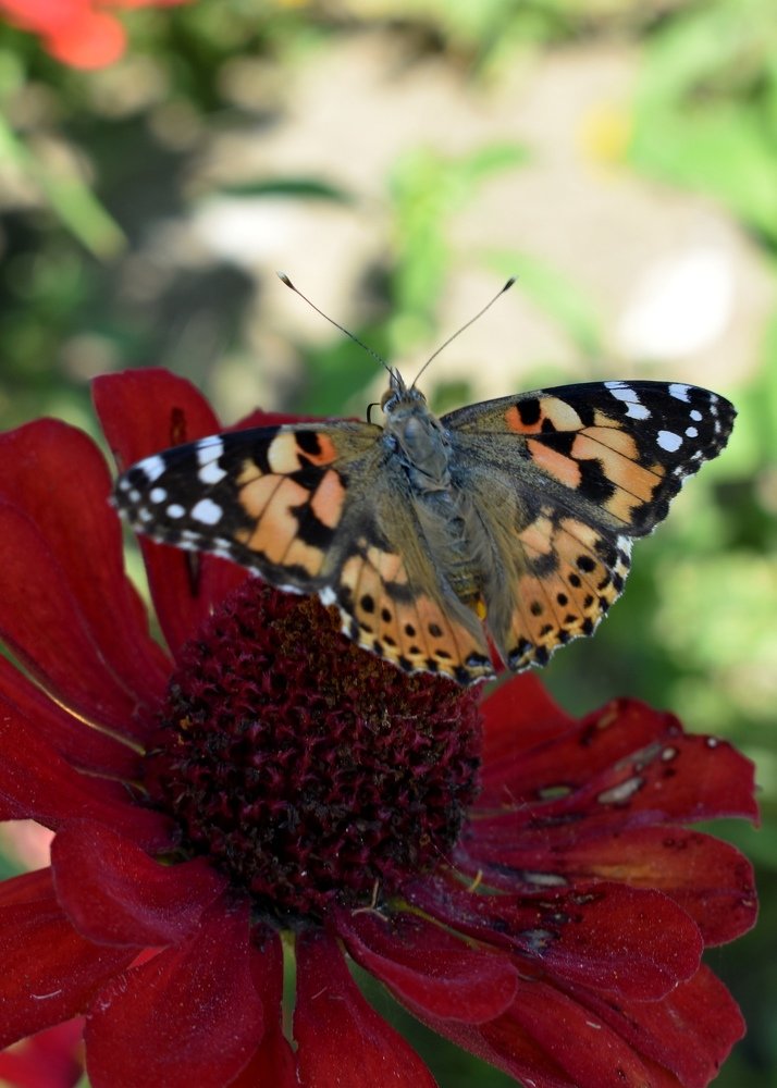 Брошечка на шляпочке.