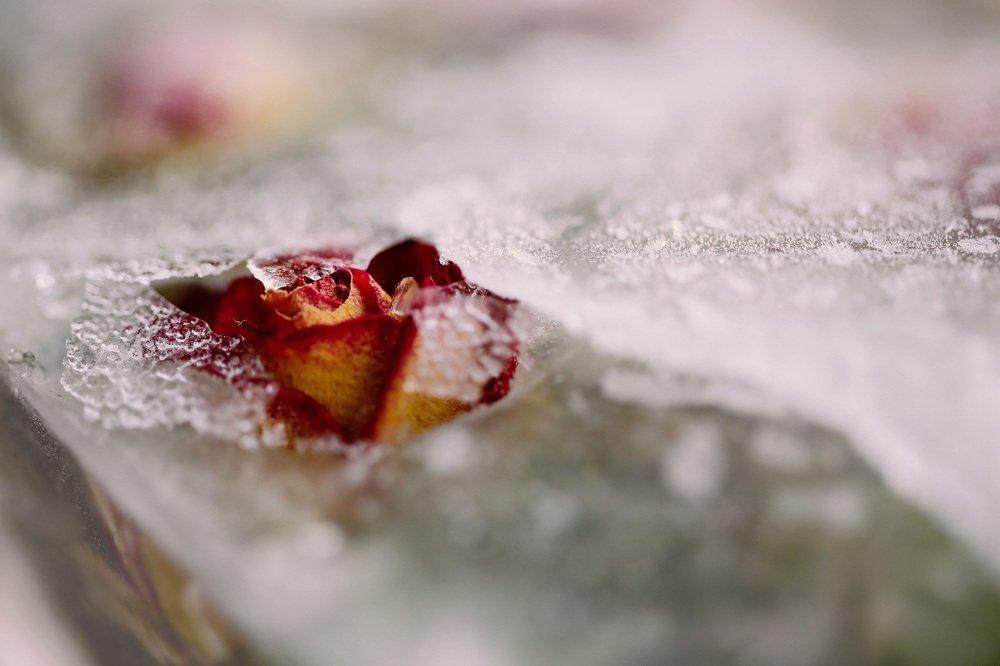 Розы во льду