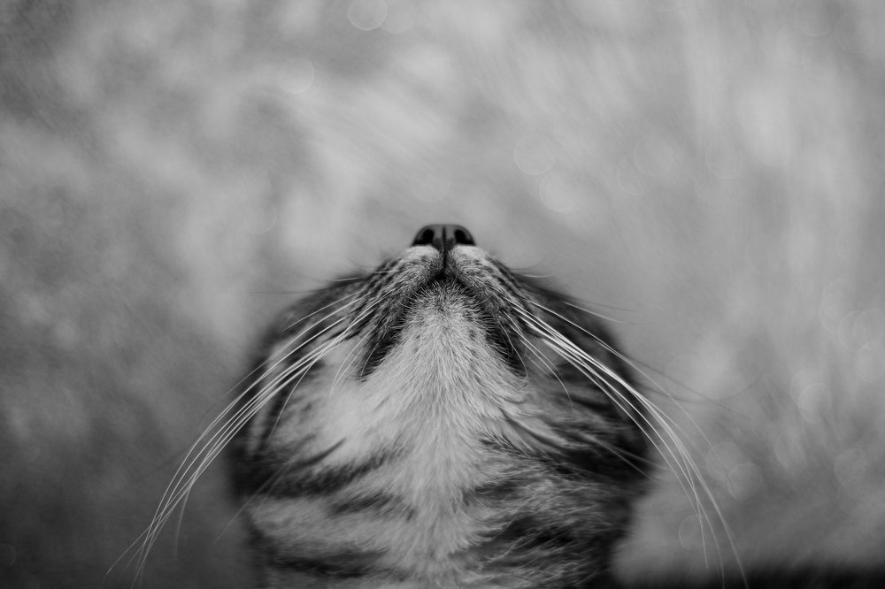 Фотография автора Пётр Чирков