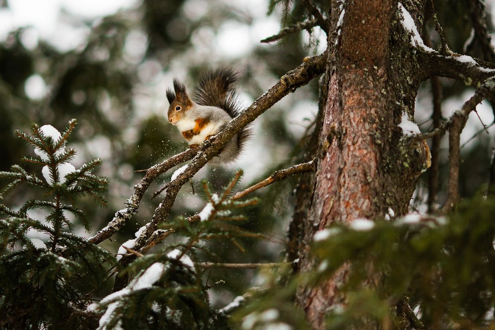 Photograph by Елена Горохова