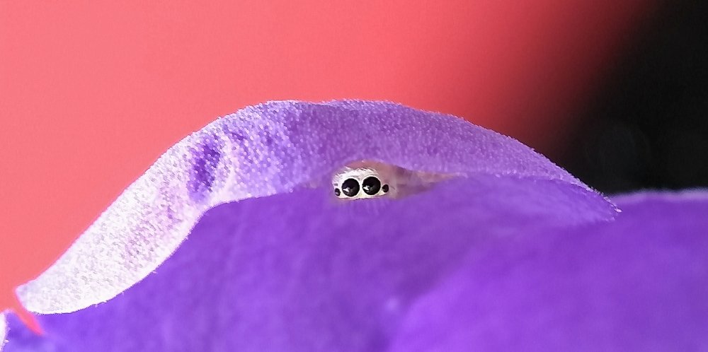 Photograph by Tirtho Roy