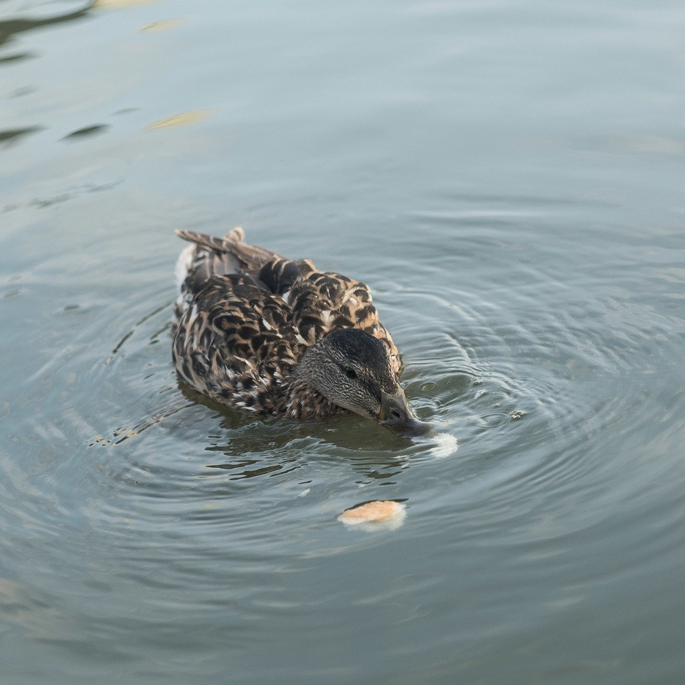 Photograph by Александр Шевченко