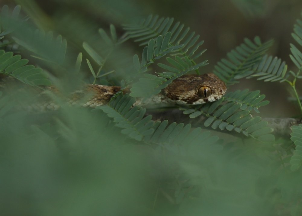 Photograph by Raviraj K S