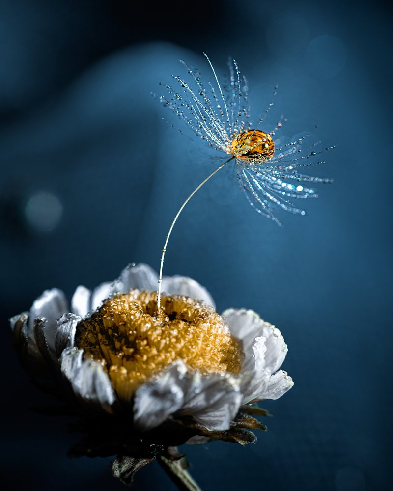 Фотография автора Андрей Сосновский