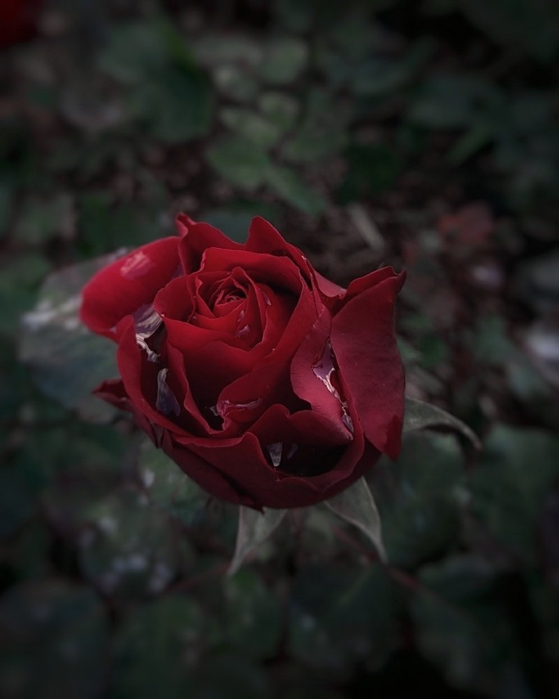 Rose after rain