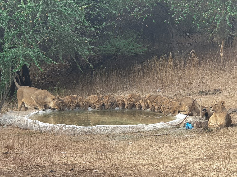 Asiatic lions