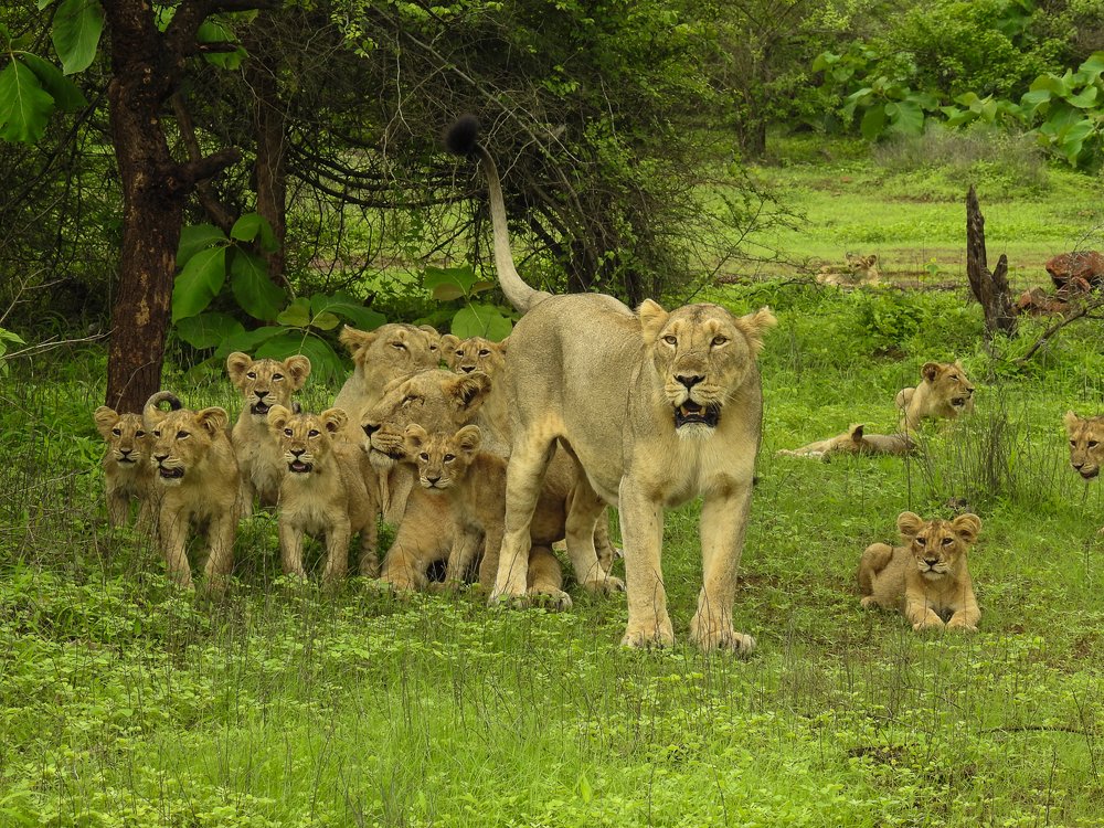 Asiatic Lion