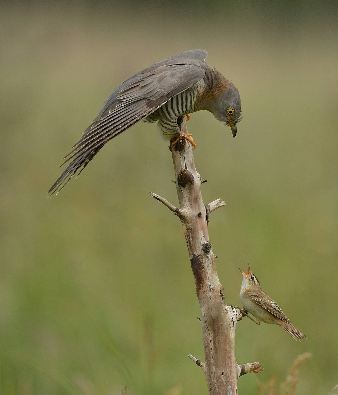 Cuckoo and Sedge Warbler confrontation