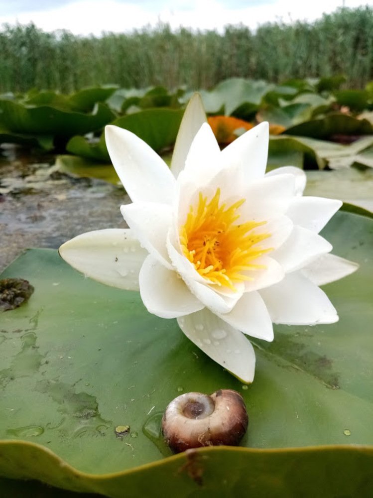 White lilly and a snail