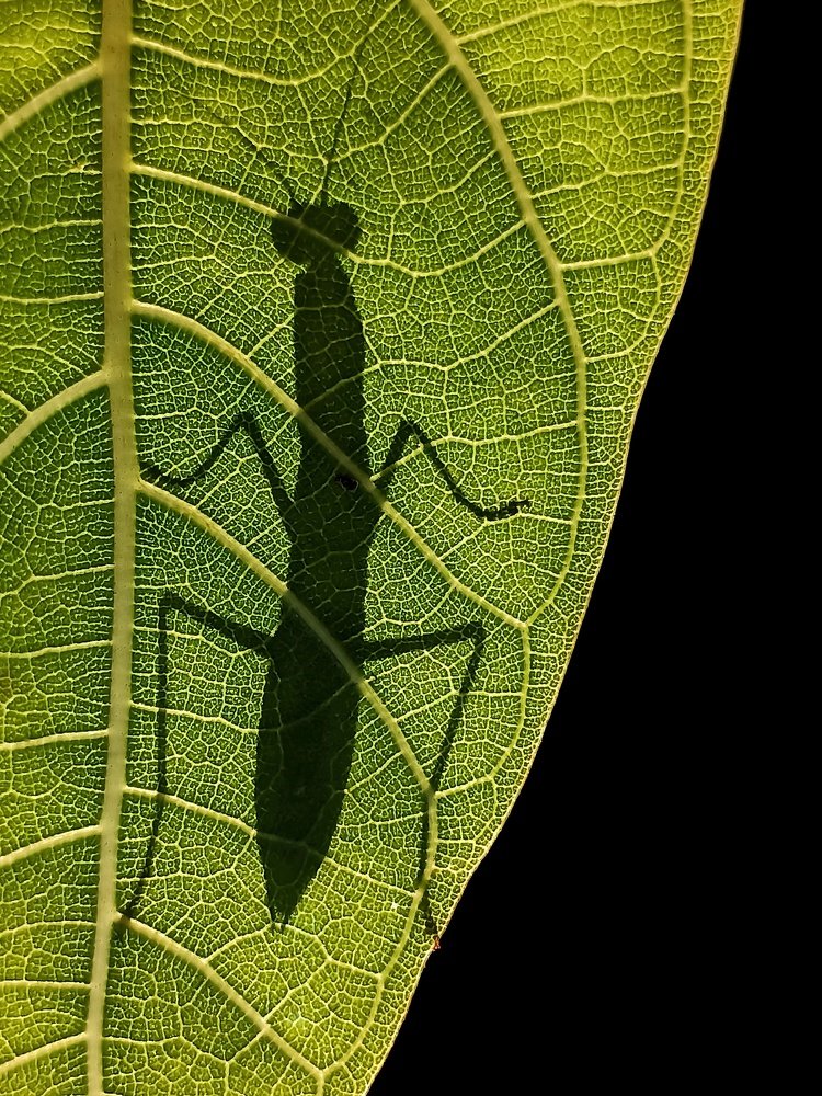 Photograph by Rohit Maurya