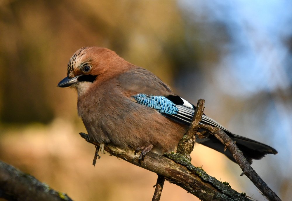 Фотография автора Юрий Калиногорский