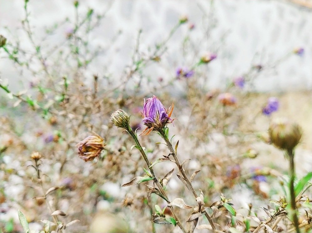 Photograph by Elishaya Muntean