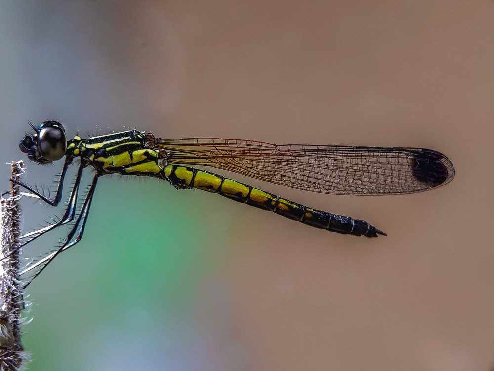 Photograph by sandhya kudli