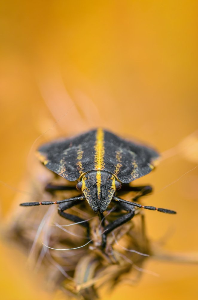 Фотография автора Сергей Чебанов