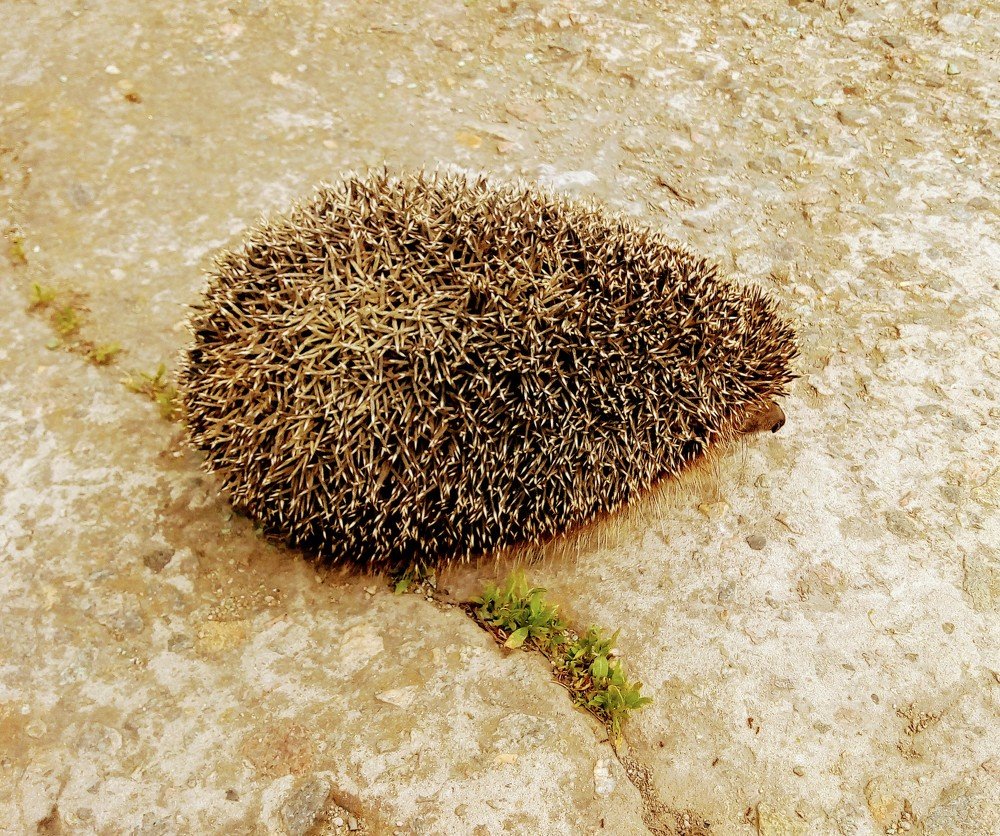 Photograph by Татьяна Пальчикова