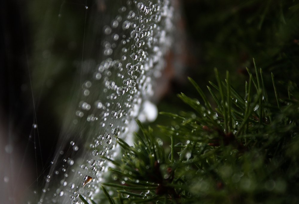 Photograph by Nika Prokopenko