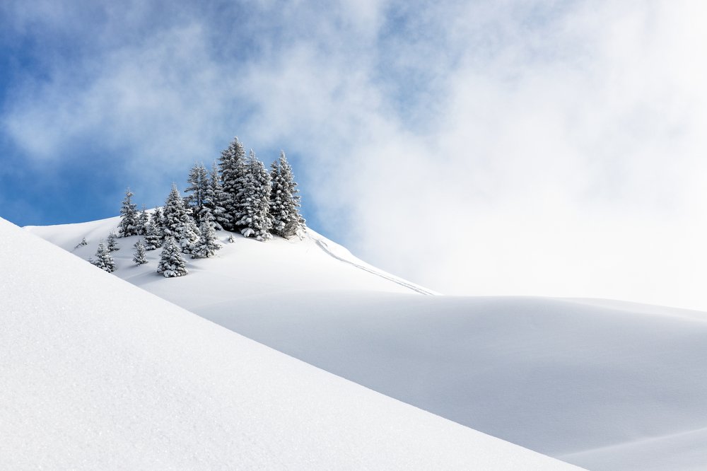 Group of firs in fresh snow with blue sky and clouds