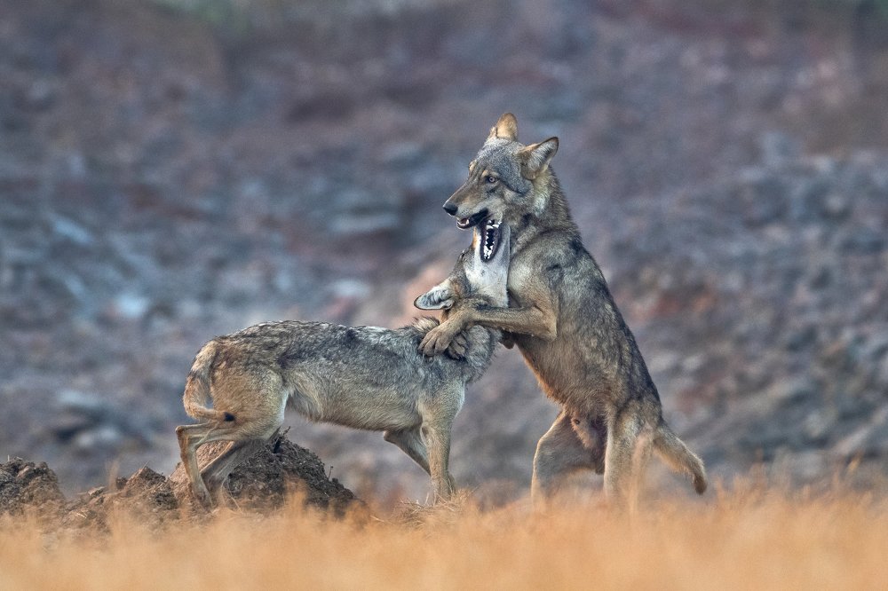 Fighting Wolves