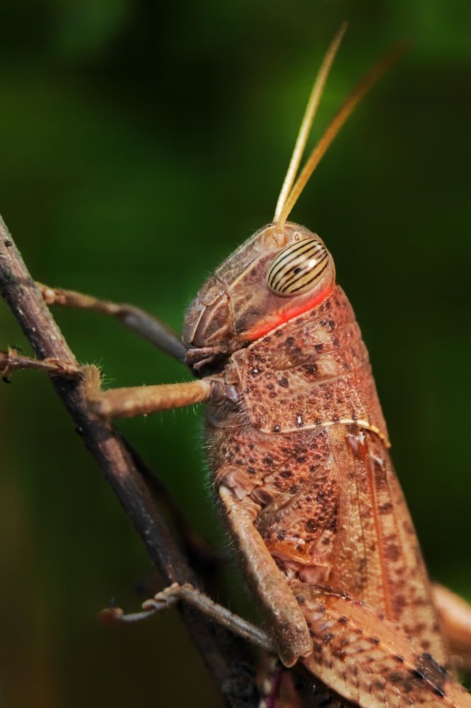 Hidden jewel of Grassland