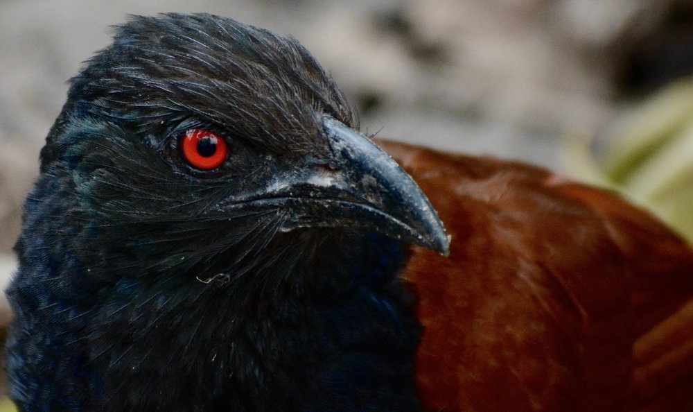 Photograph by Bhavana Sivayokan