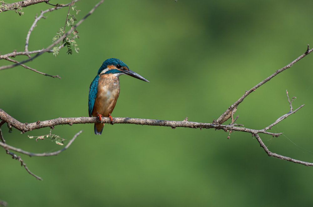 Waiting for breakfast