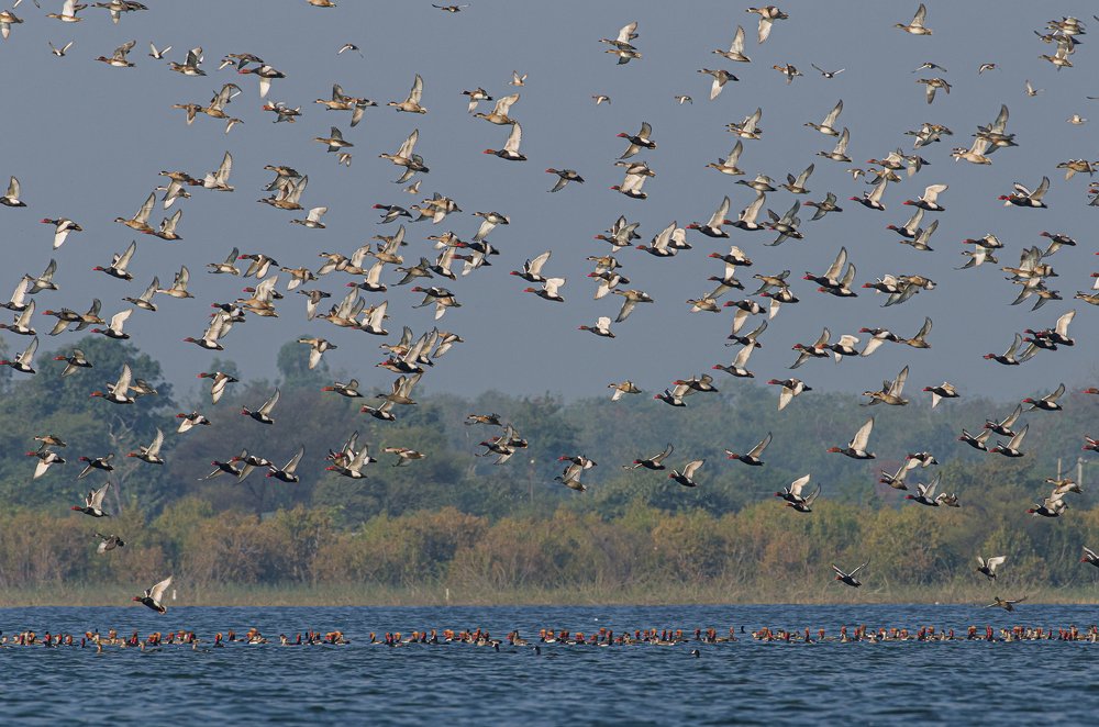 flock of Red-crested pochards