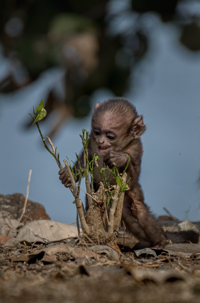Baby Monkey