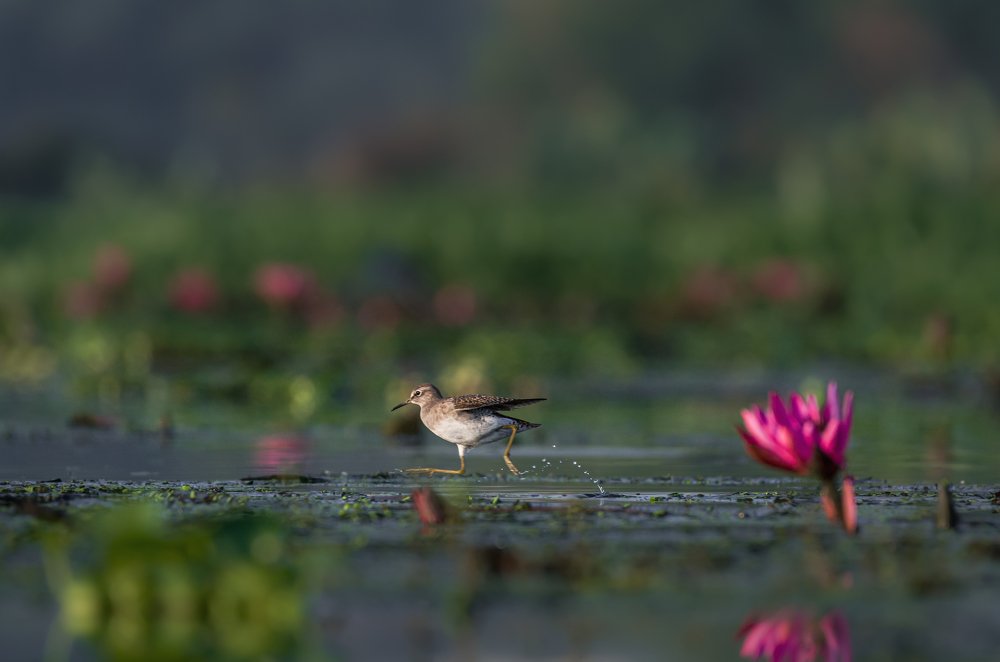 Acting like Usain Bolt