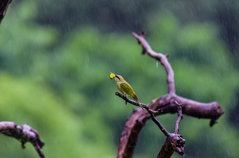 Green bee-eater enjoying meal in the rain
