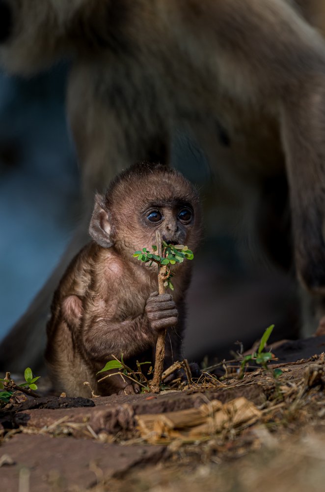 Baby Monkey