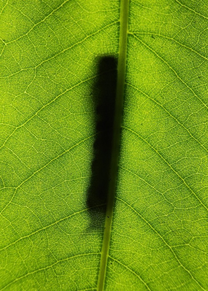 Shadow Of Caterpillar