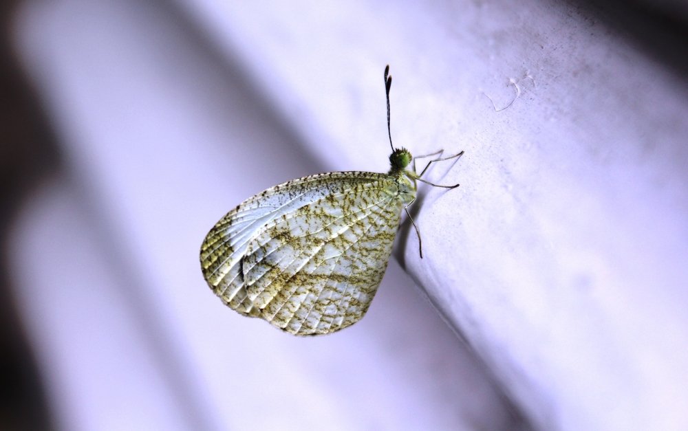 ID: Psycho Butterfly