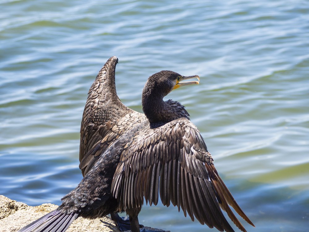 Фотография автора Александр Кротков