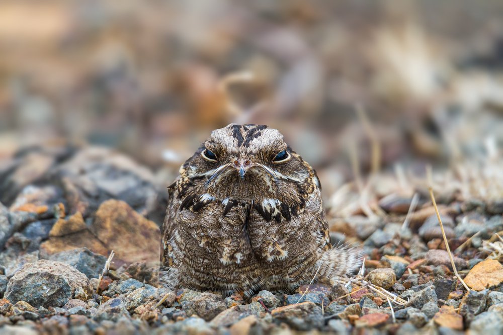 Photograph by Sameer Mudaye