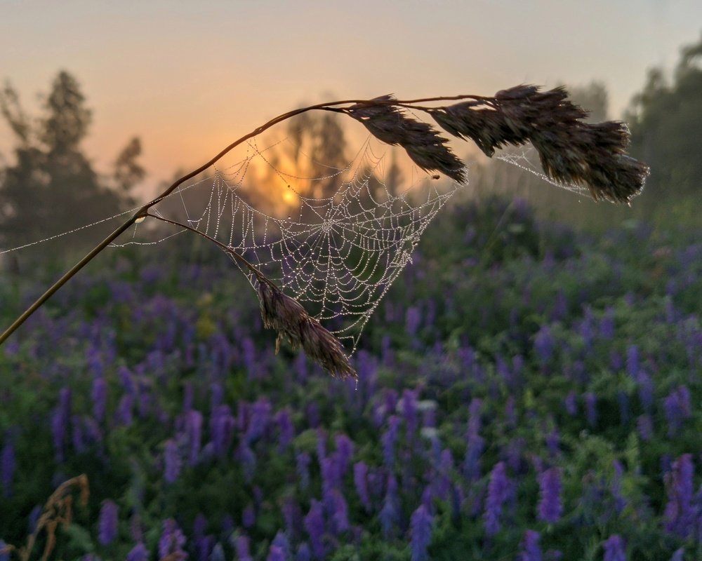 Photograph by Светлана Кондрашова
