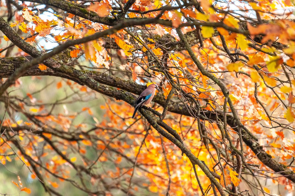 Фотография автора Анатолий Гарин